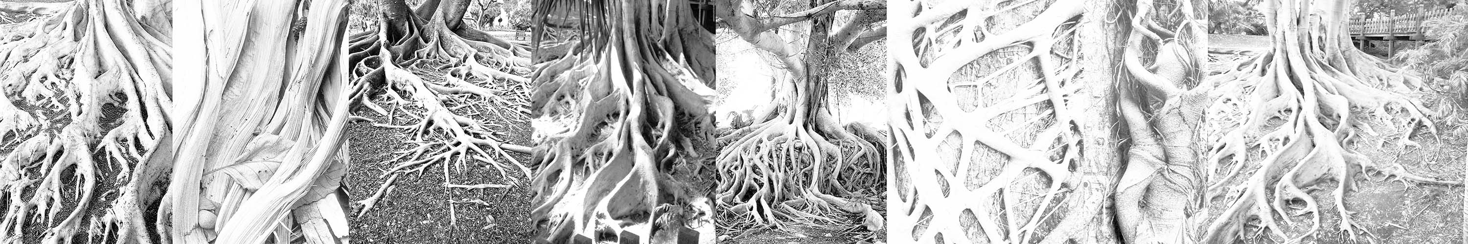 Tree Roots